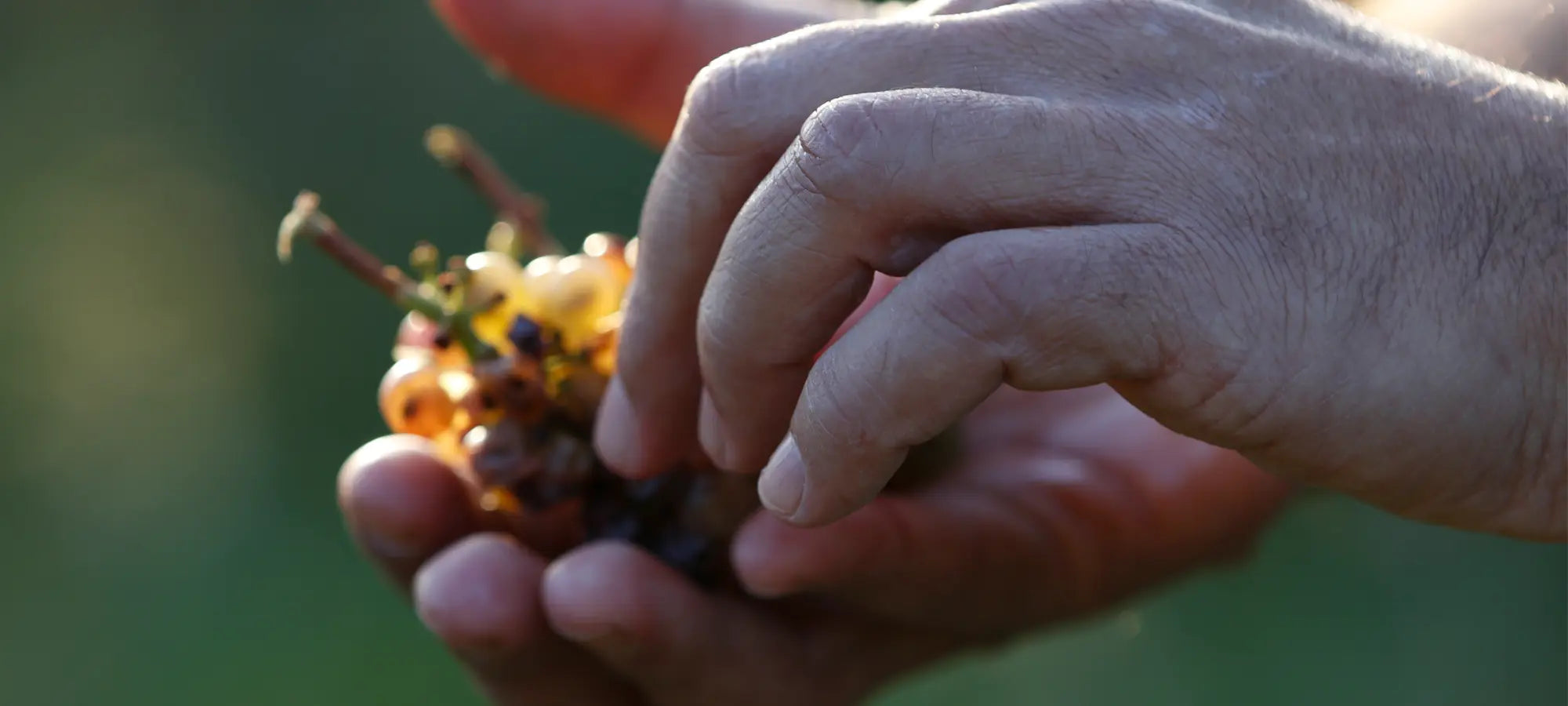 portada_uvas